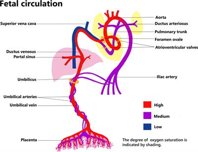 A review on development of placental transfusion in term and preterm infants